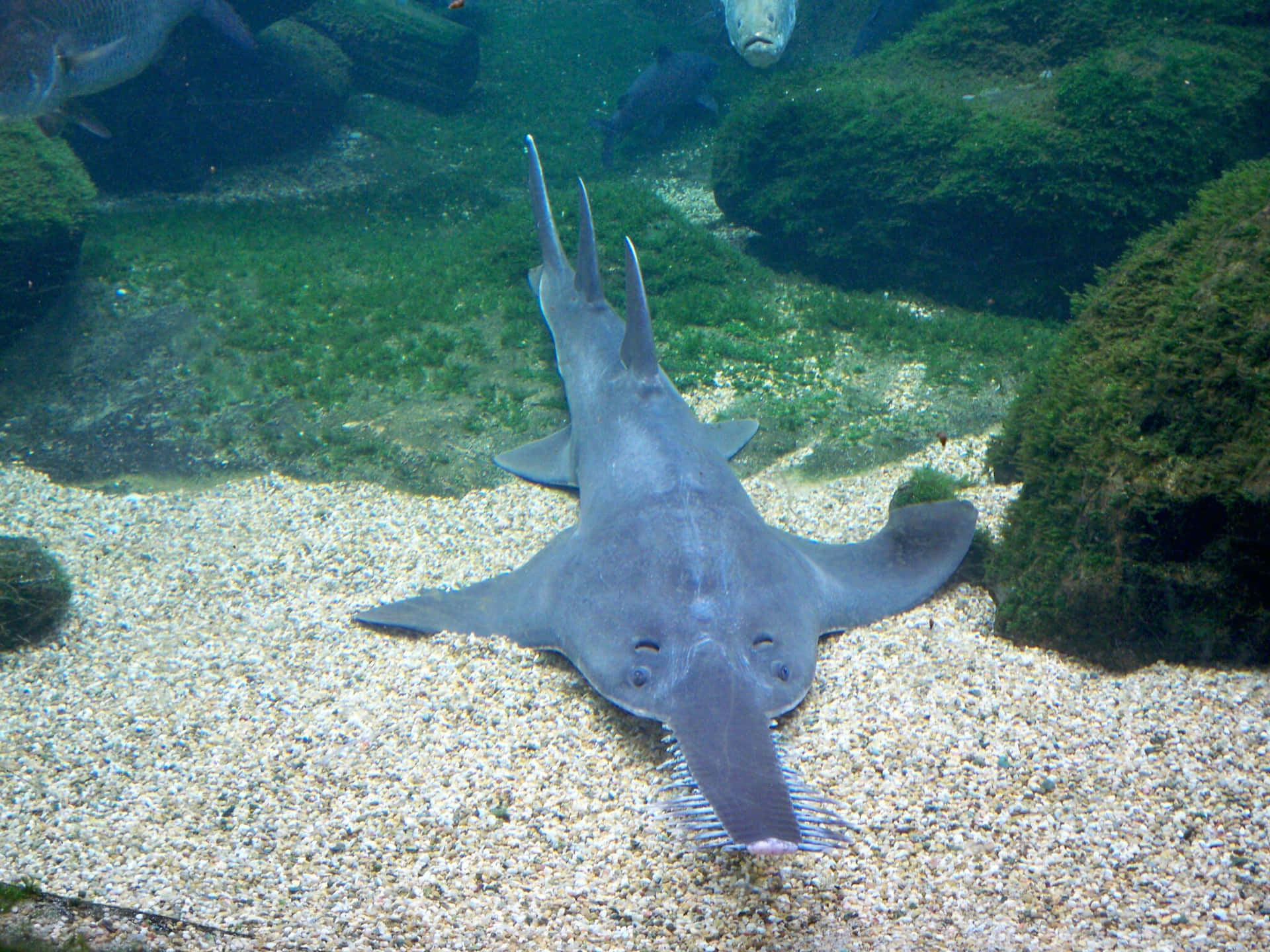 Sawfish In Aquarium Habitat.jpg Wallpaper