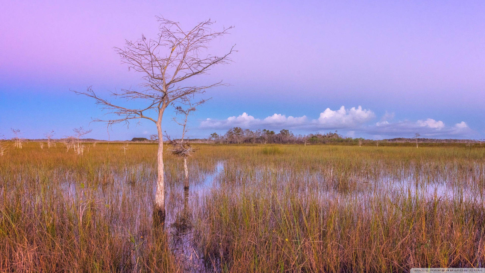 Sawgrass Everglades National Park Wallpaper