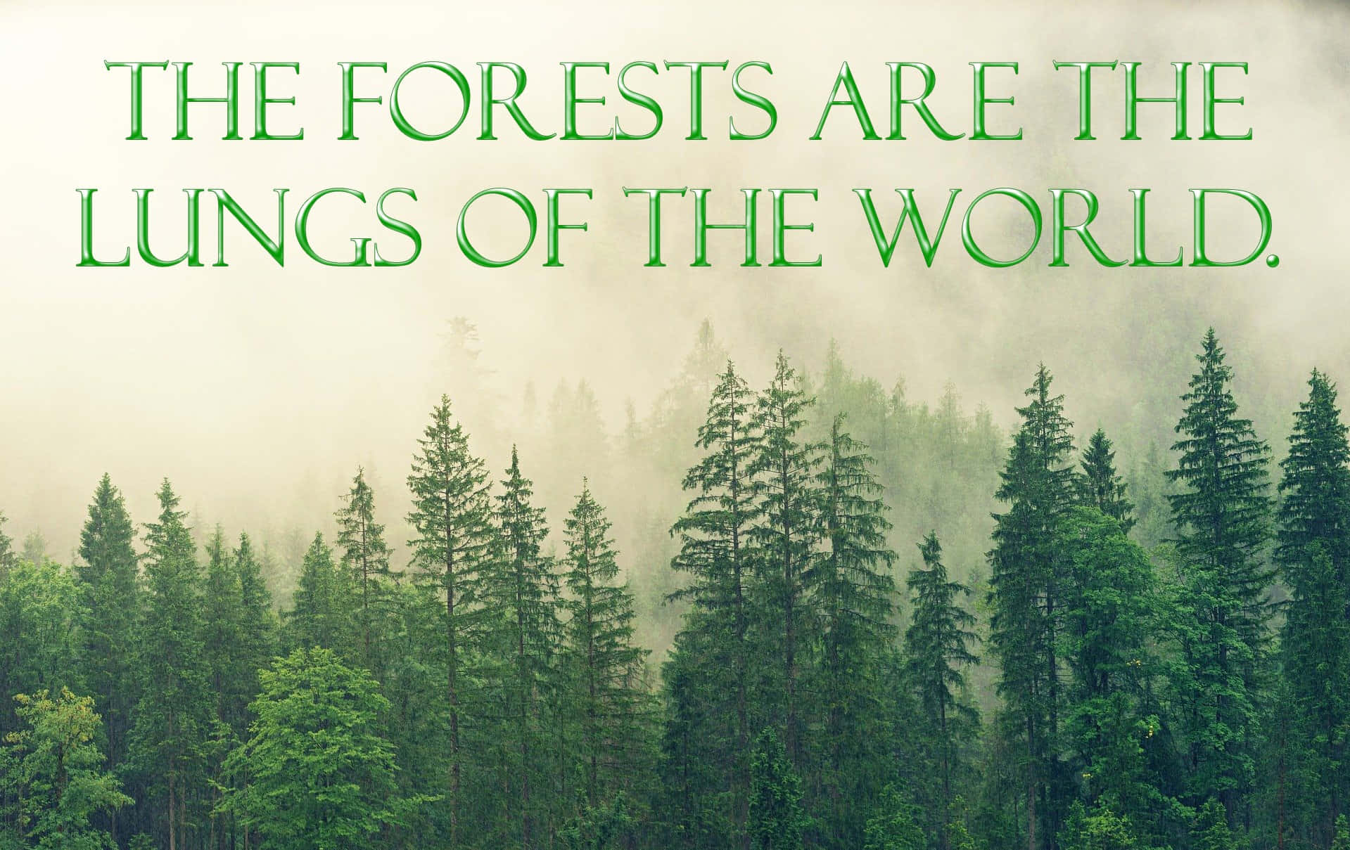 Diewälder Sind Die Lungen Der Welt. Wallpaper