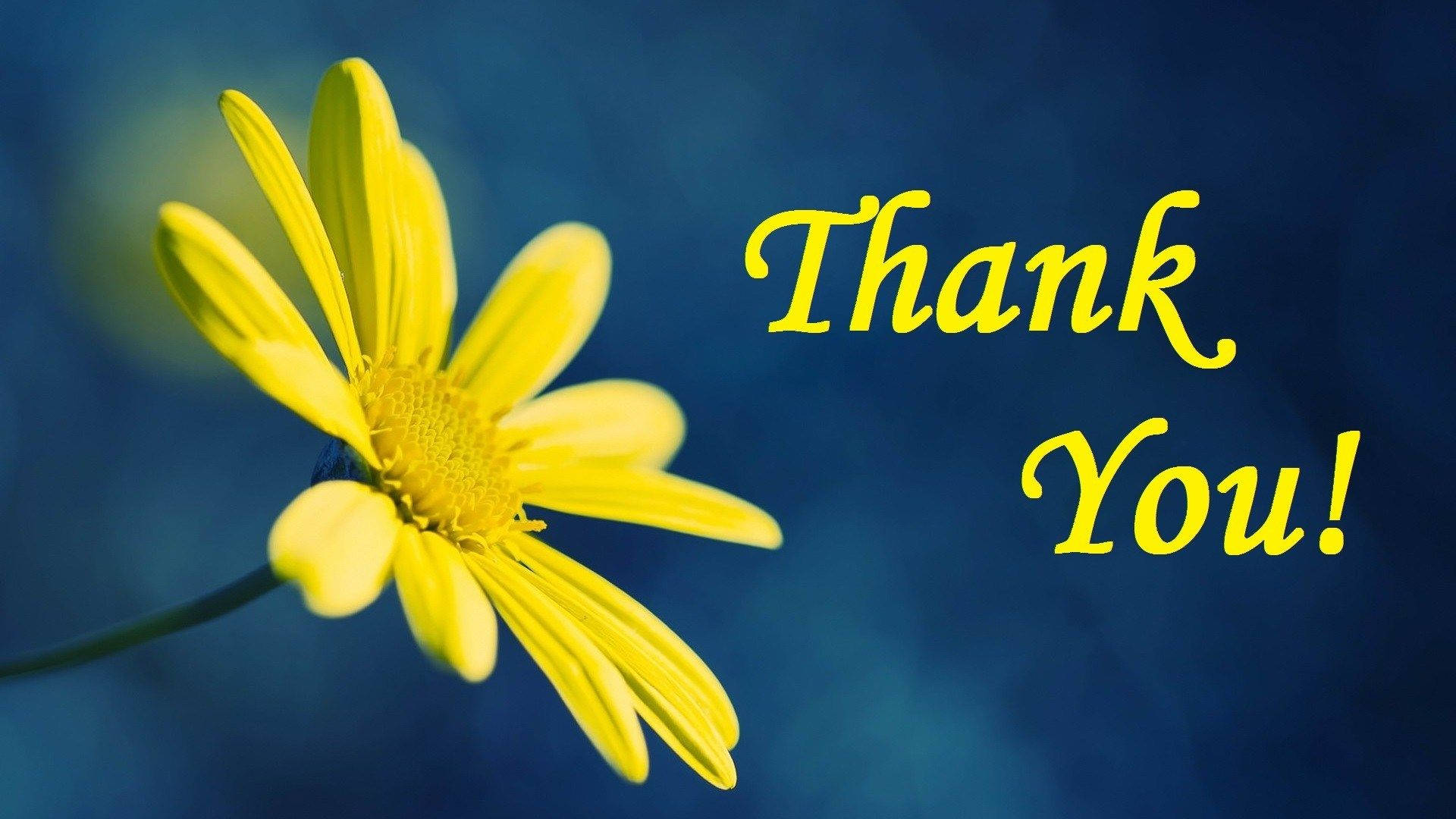 Saying Thanks For Watching With Yellow Daisy Wallpaper