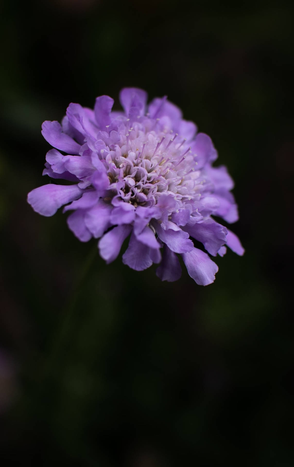 Scabiosa Pincushion Purple Flower Iphone Wallpaper