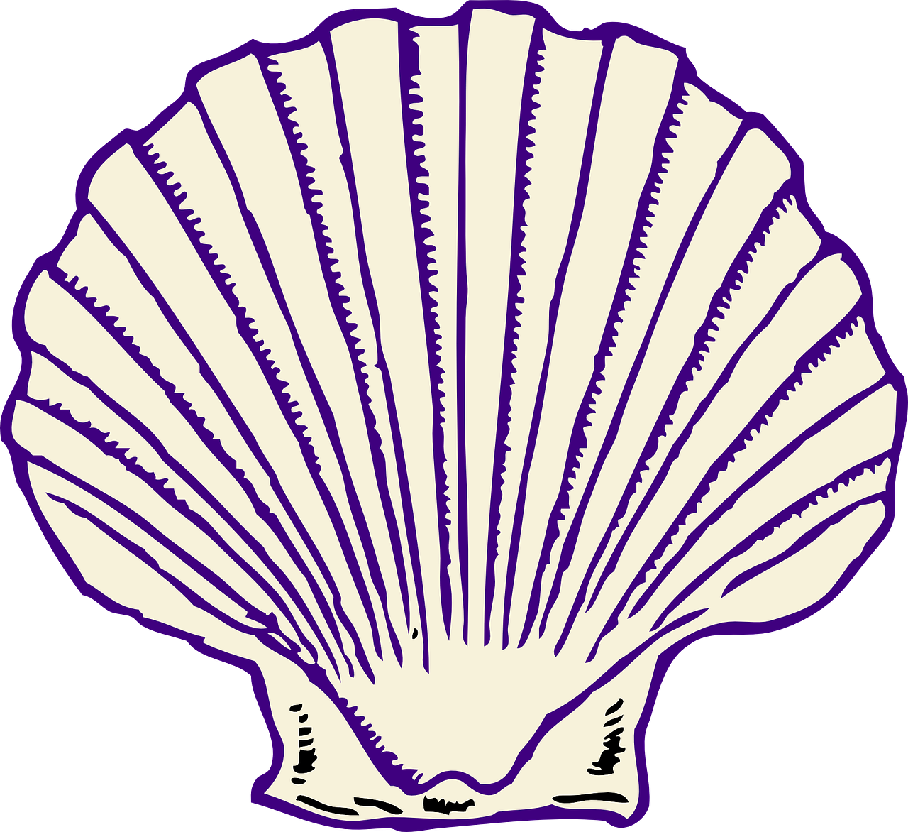 Scallop Shell Illustration PNG