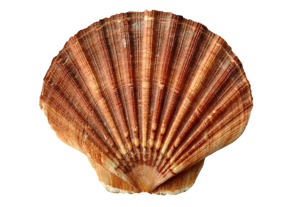 Scallop Shell Isolated.png PNG