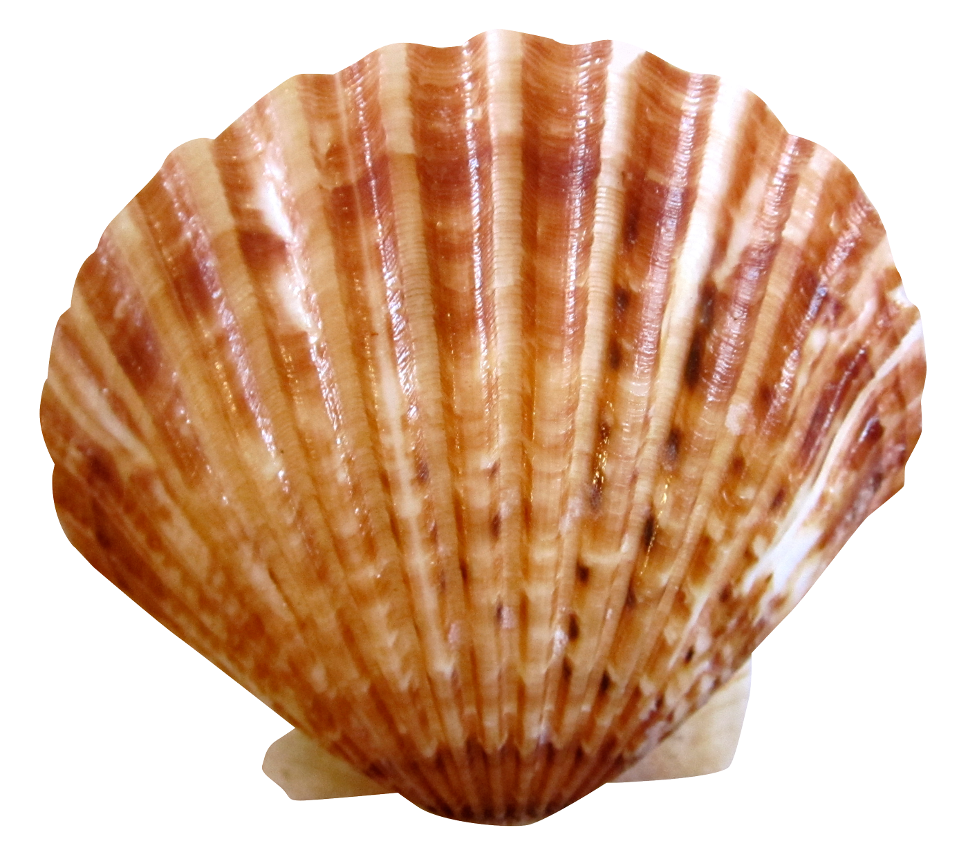 Scallop Shell Isolated.png PNG
