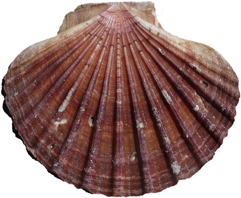 Scalloped Clam Shell Texture PNG