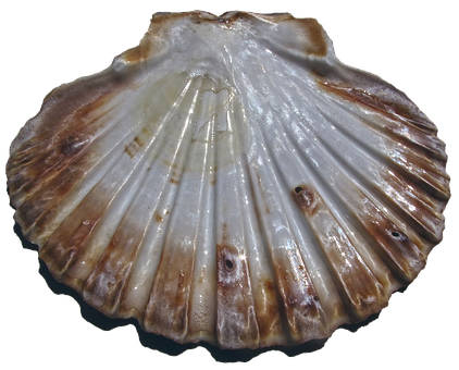 Scalloped Edge Seashell PNG