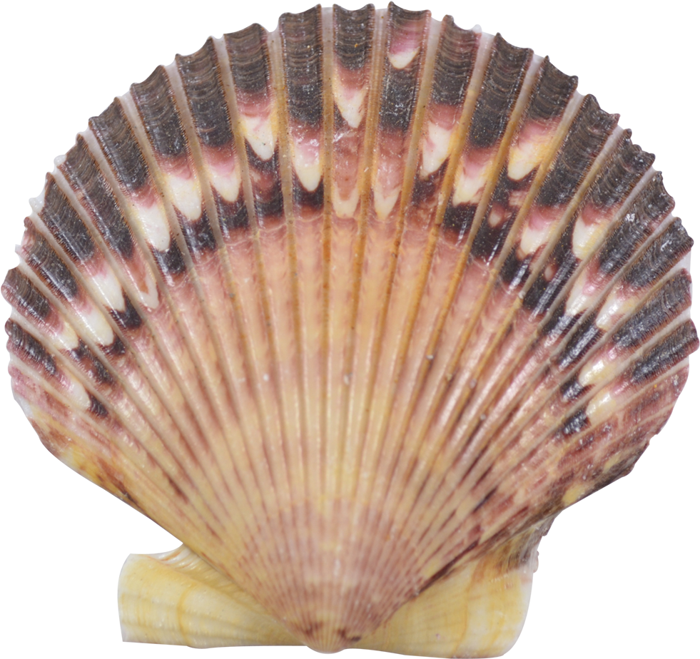 Scalloped Seashell Texture PNG