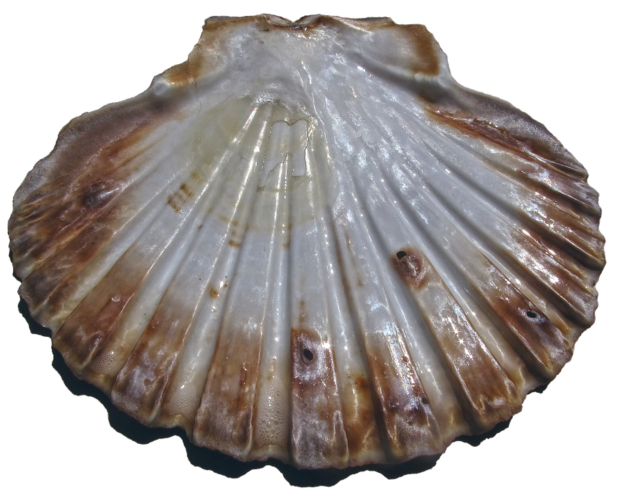 Scalloped Shell Texture.png PNG