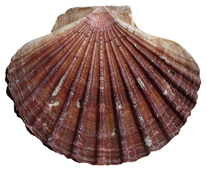 Scalloped Shell Texture PNG