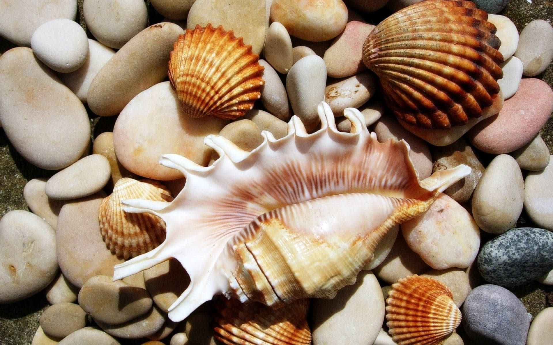 Scallops And Conch Shells On Pebbles Wallpaper
