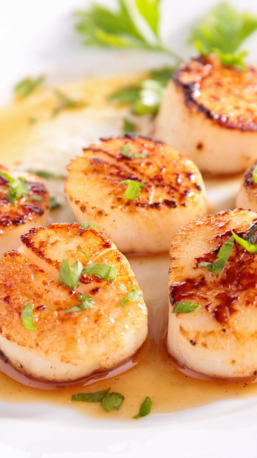 Scallops Seared With Herbs On Plate Wallpaper
