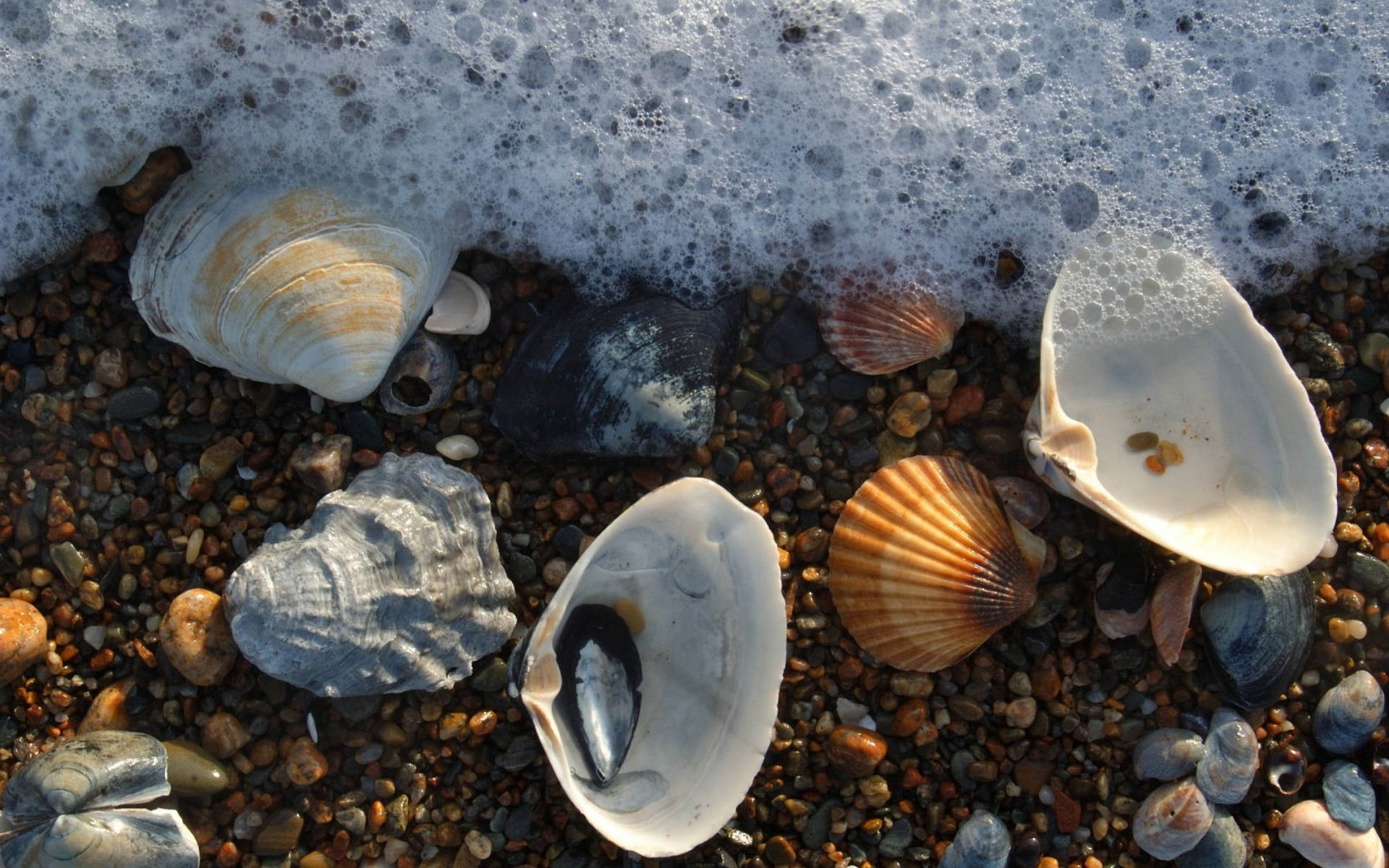 Scallops Shell And Mussels On Shore Wallpaper