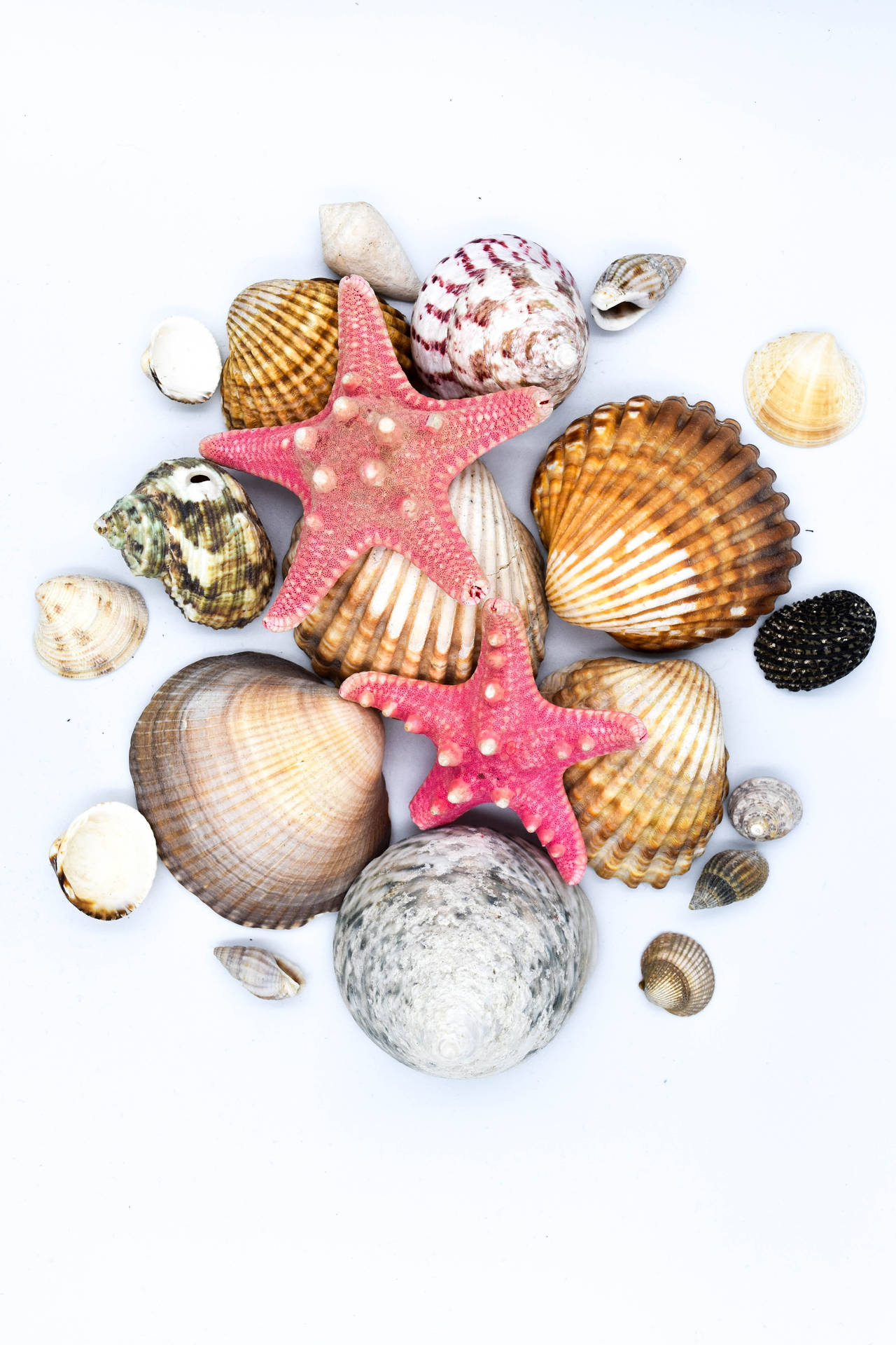 Scallops Shells Mussels Starfish Wallpaper