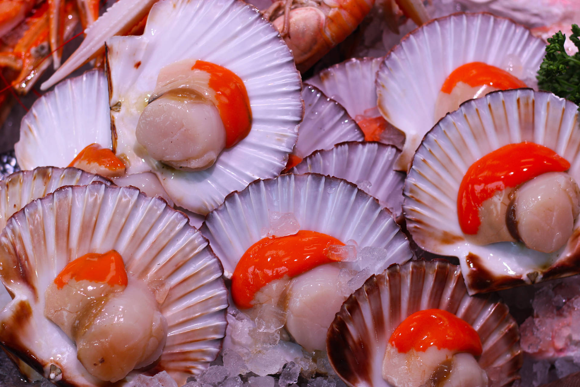 Scallops Shells With Coral Wallpaper
