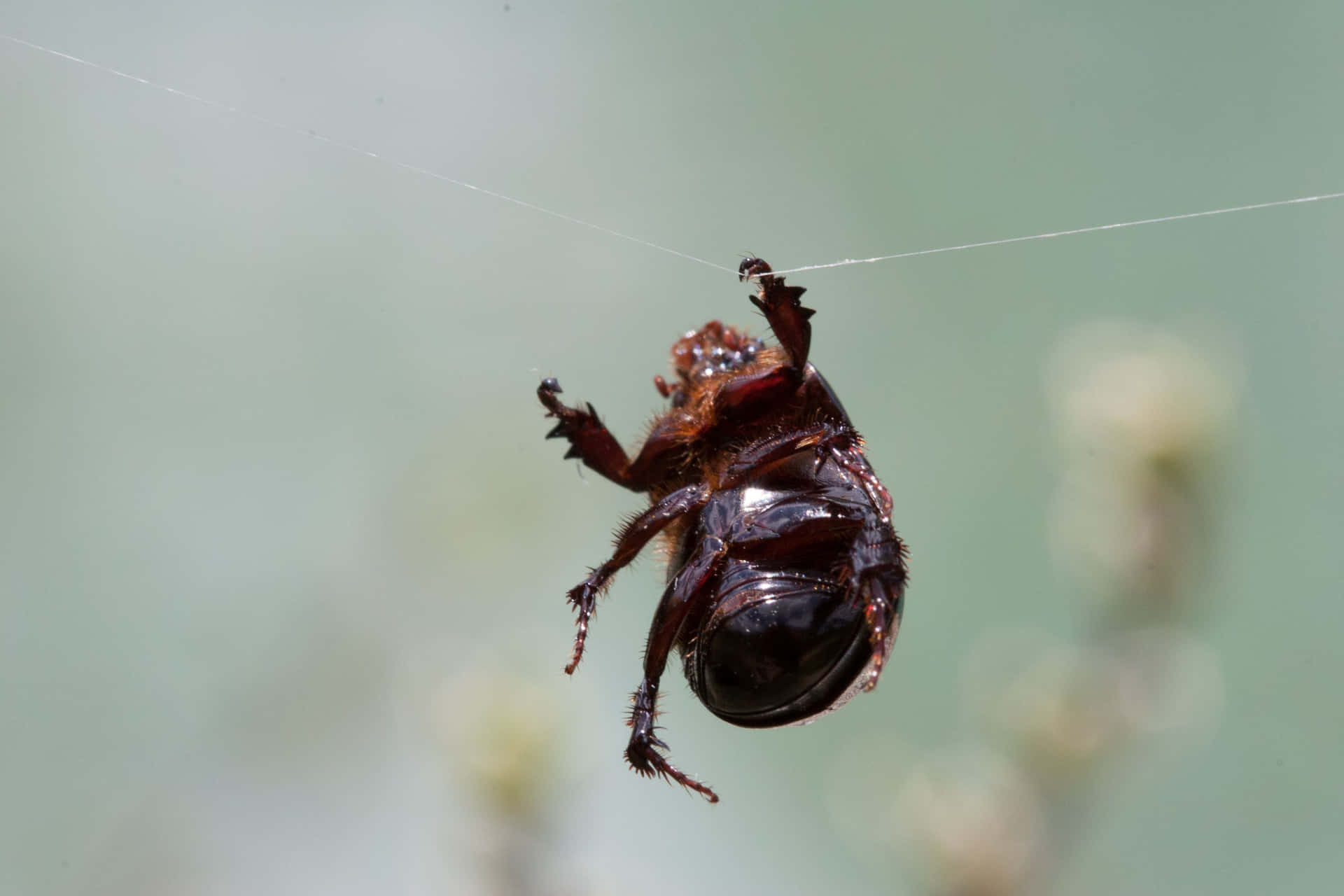 Scarab Beetle Caughtin Spider Web Wallpaper