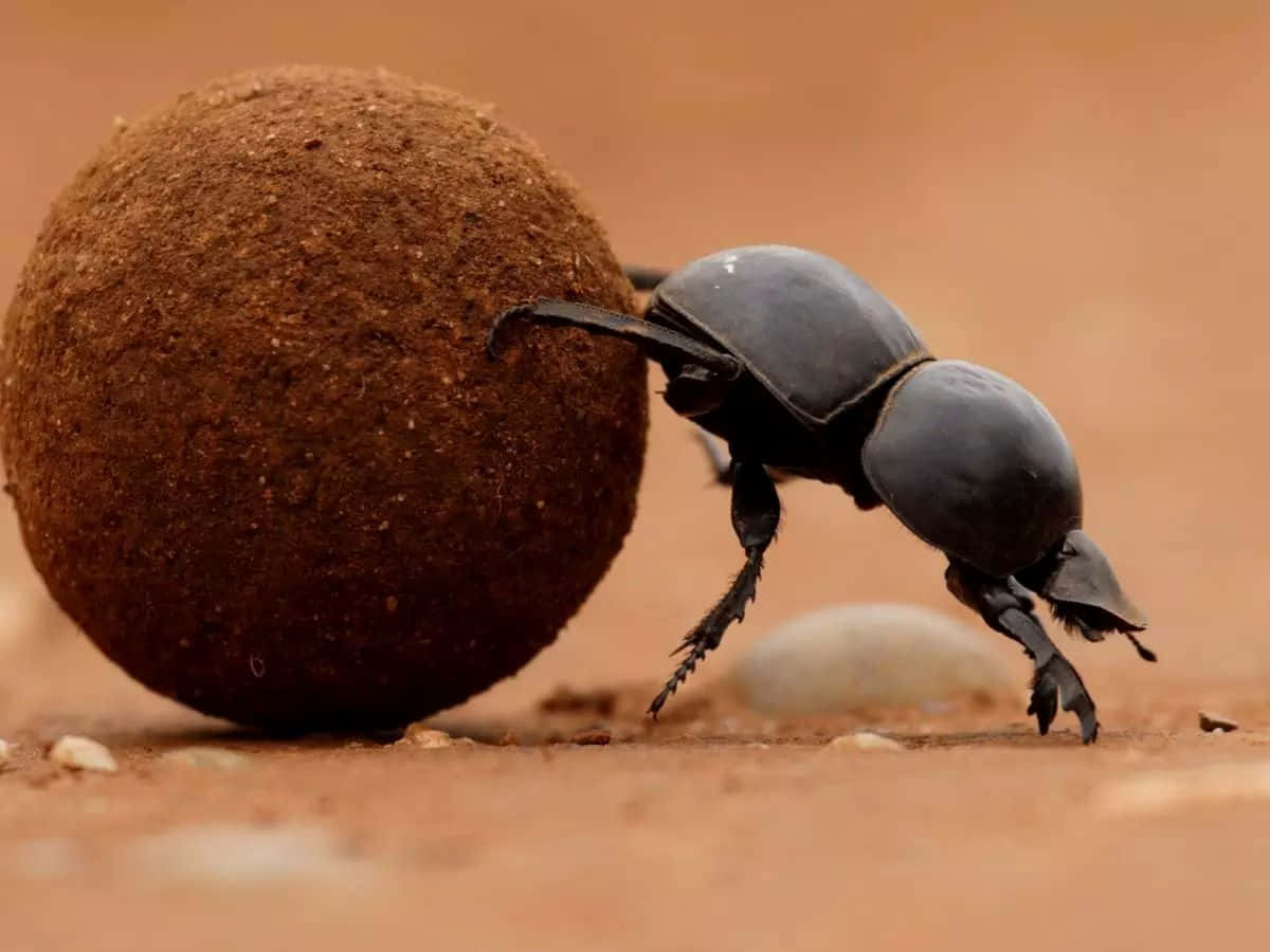 Scarab Beetle Rolling Dung Ball Wallpaper