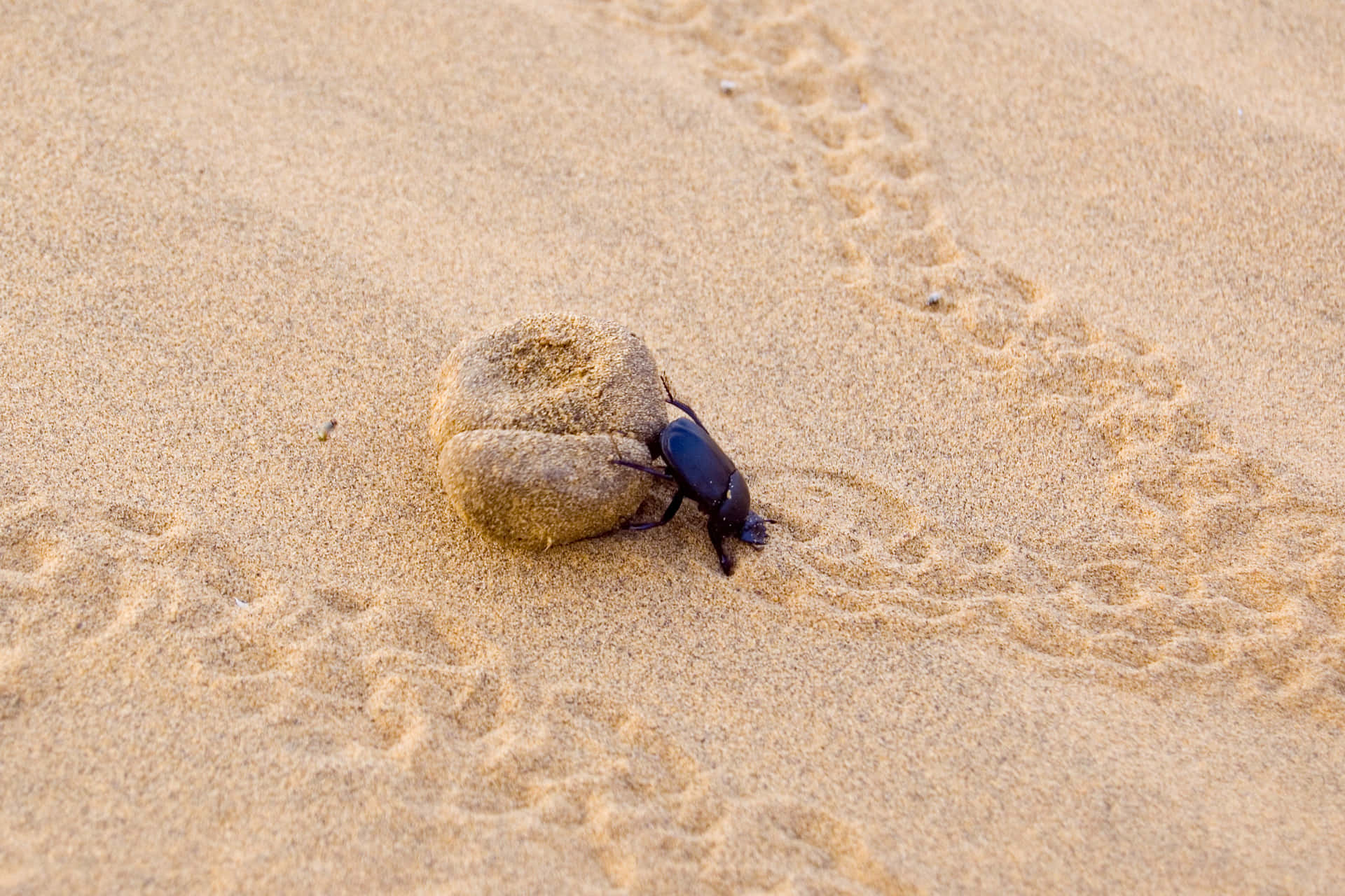Scarab Beetle Rolling Dung Ball Sand Wallpaper