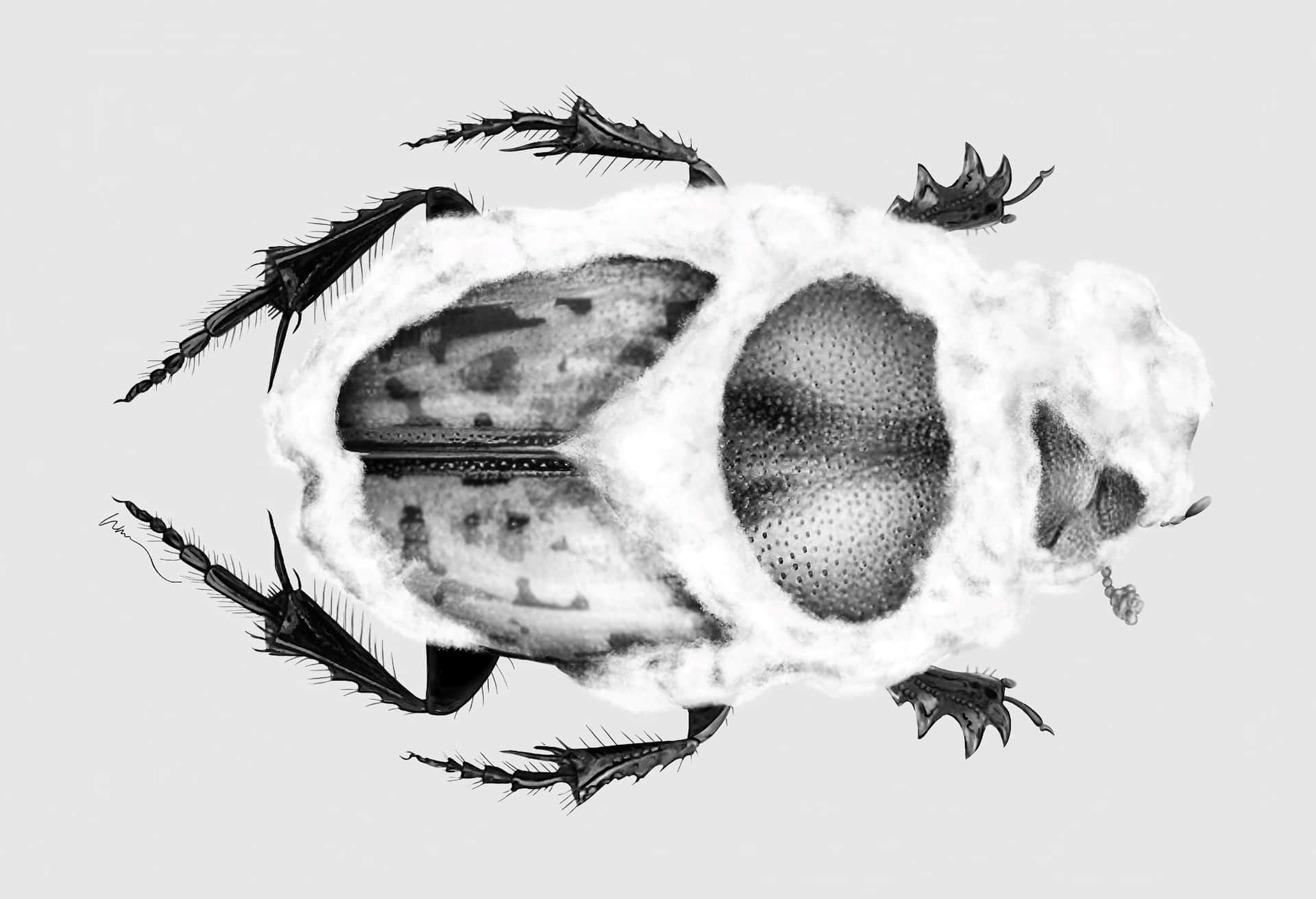 Scarab Beetle X Ray Style Illustration Wallpaper