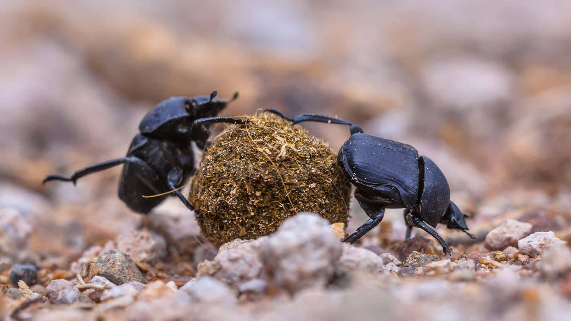 Scarab Beetles Rolling Dung Ball Wallpaper