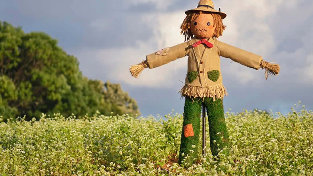 Scarecrow On The Flower Field Picture