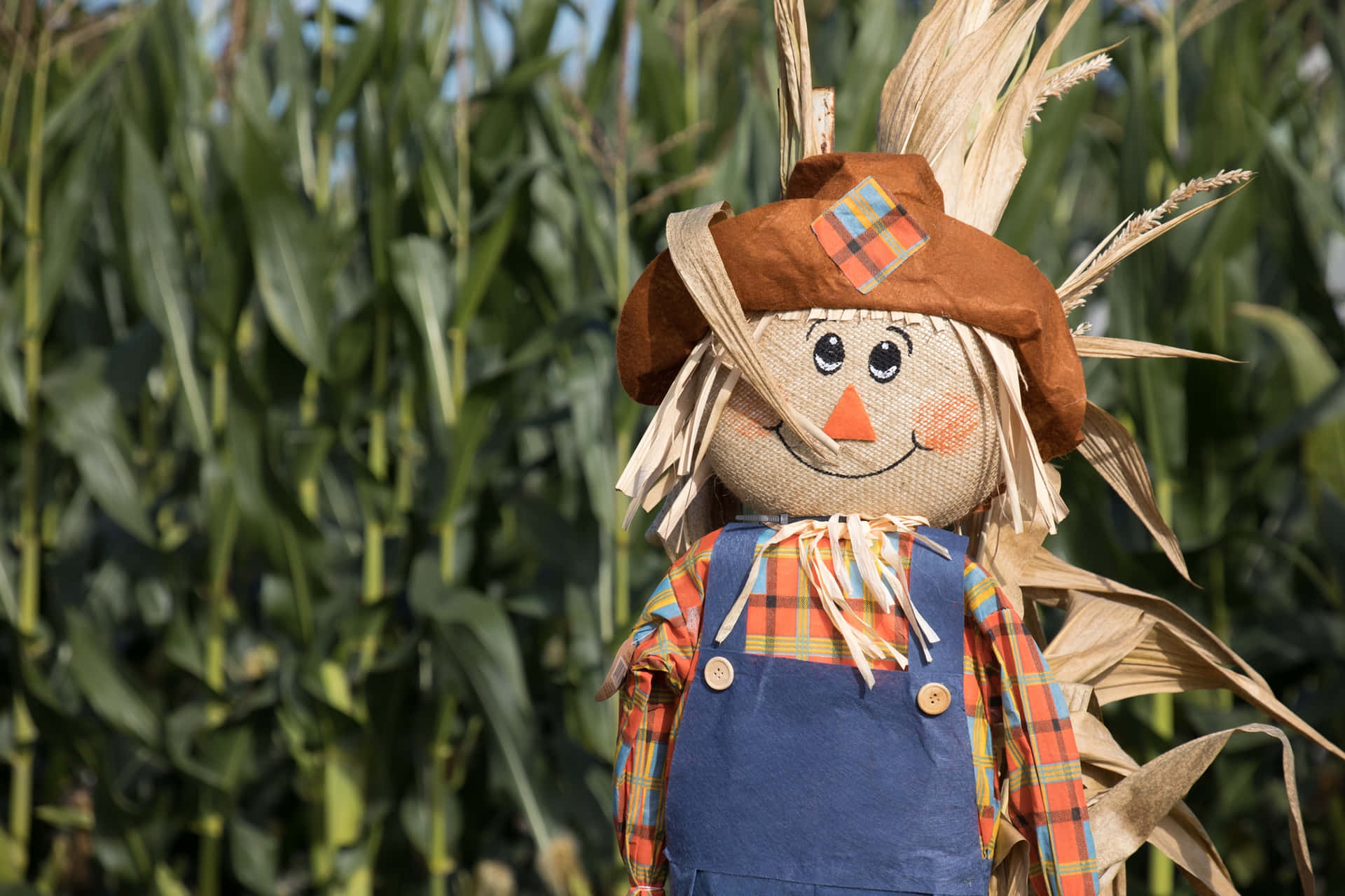 Scarecrow In The Corn Farm Picture