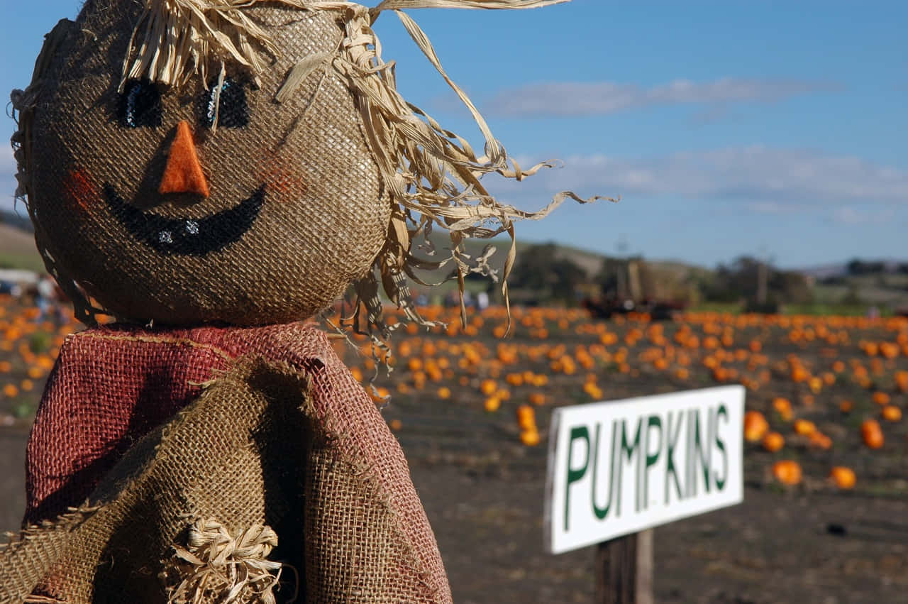Scarecrow In Pumpkin Farm Picture