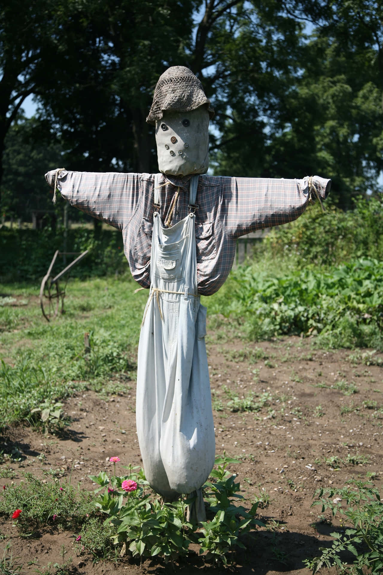 Skinny Scarecrow Picture