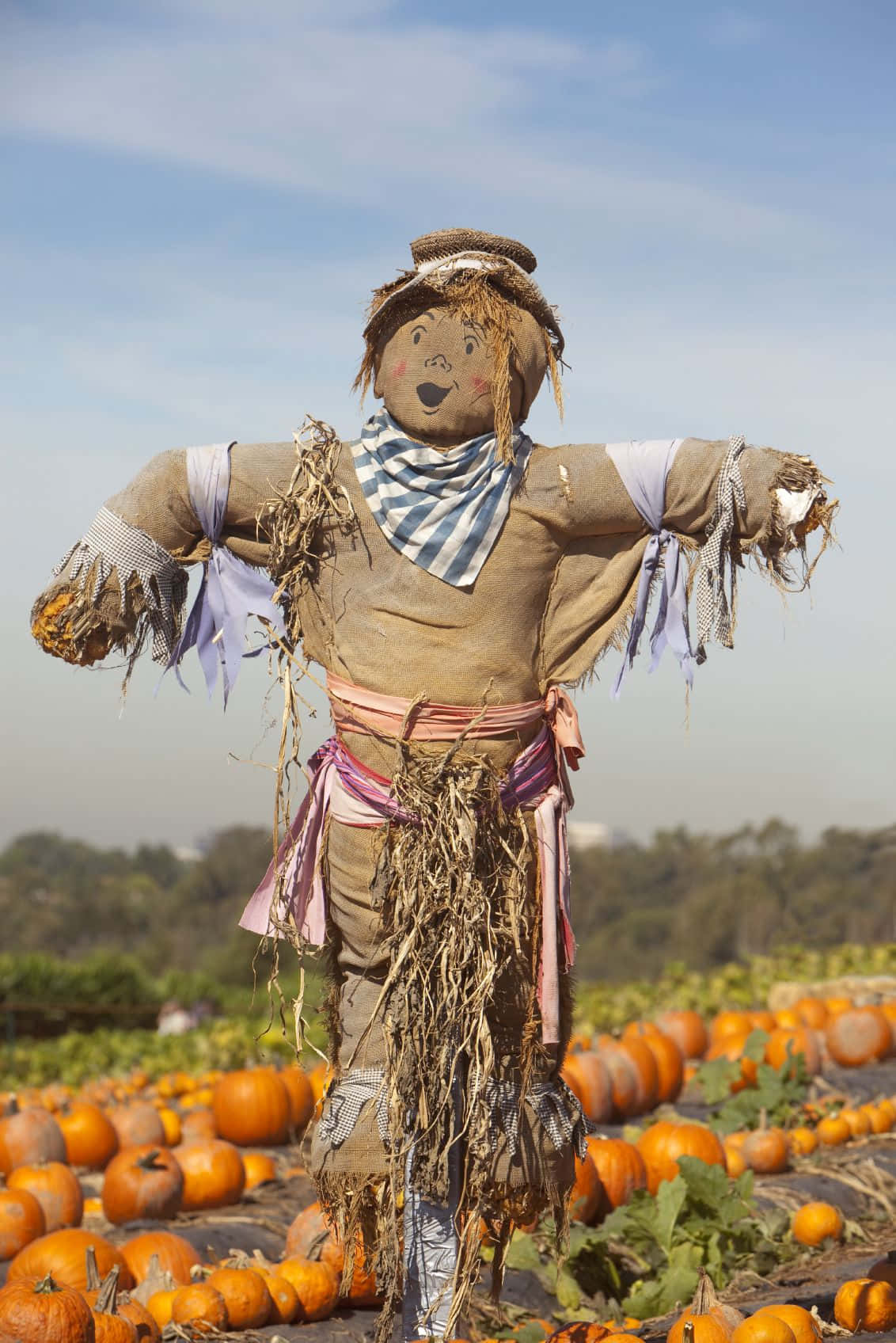 Pumpkin Scarecrow Picture