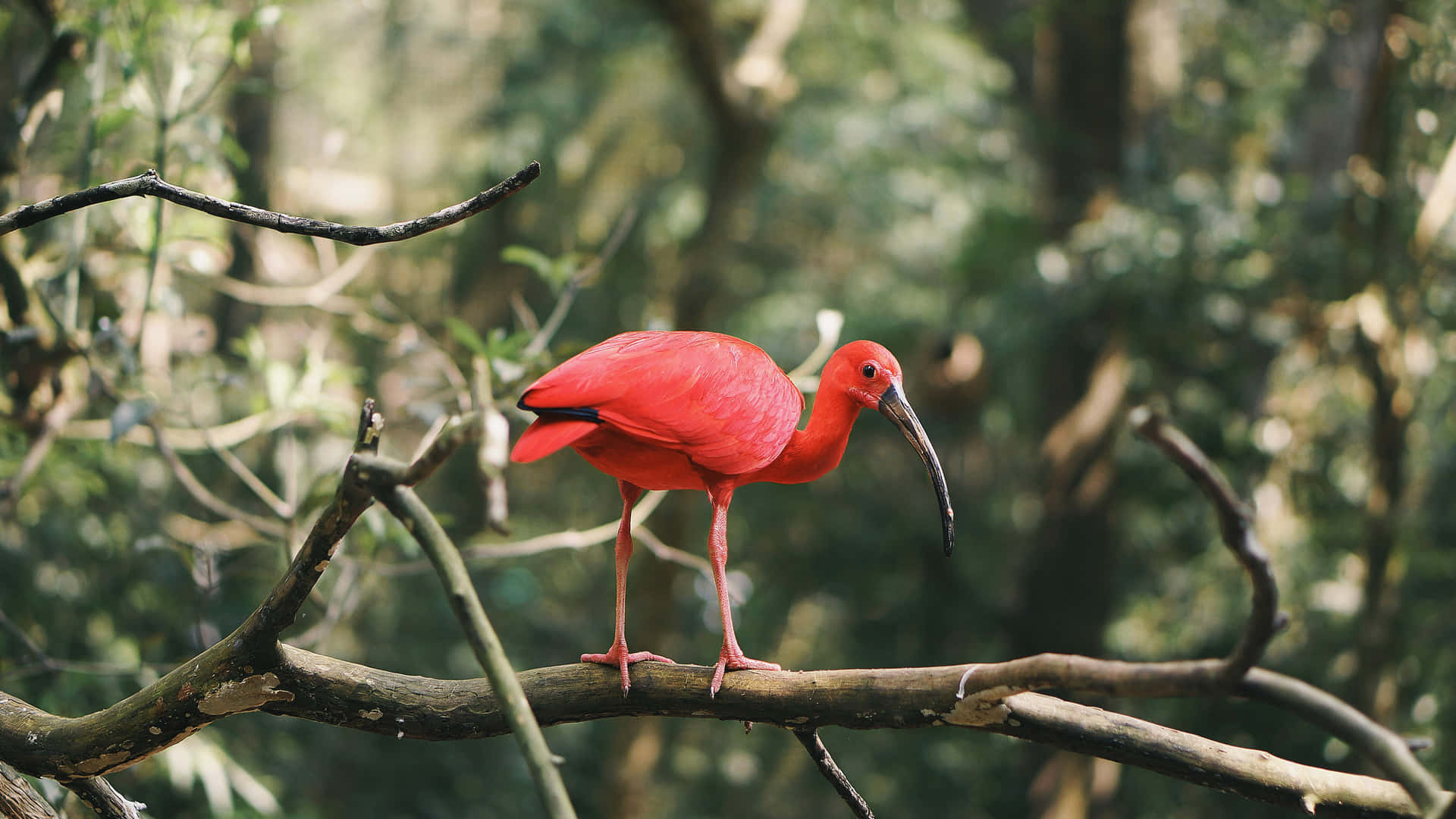 Scarlet Ibisin Tropical Forest Wallpaper