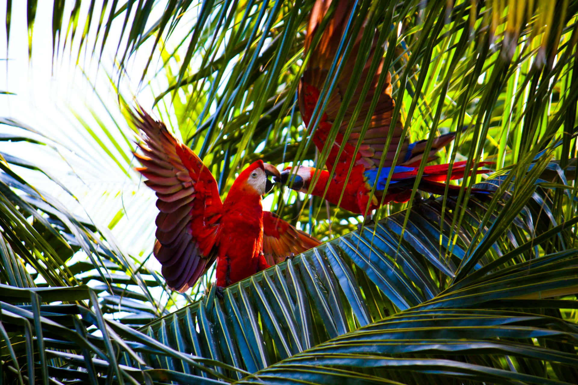 Scarlet_ Macaw_ In_ Flight_ Among_ Palm_ Leaves.jpg Wallpaper