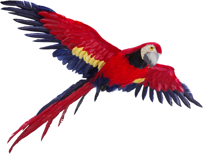 Scarlet Macaw In Flight PNG