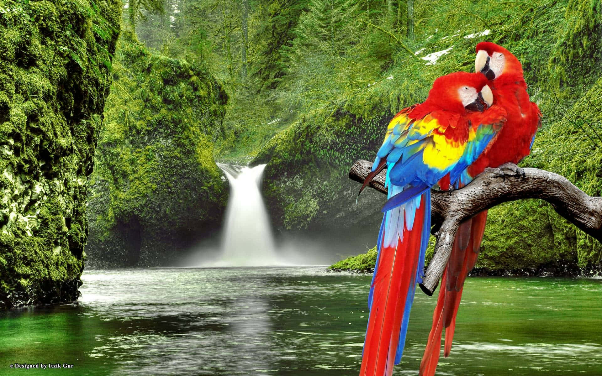 Macaw Merah Di Perch Di Tepian Sungai Wallpaper