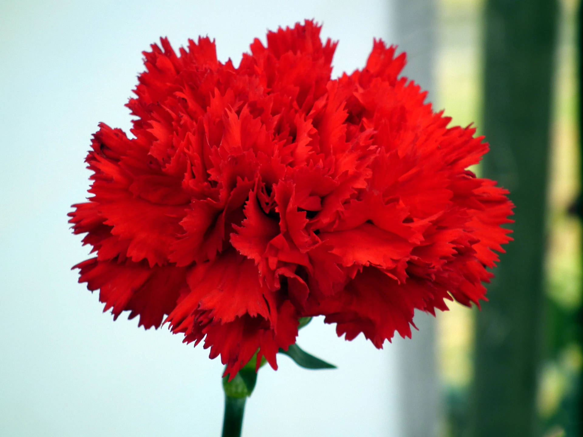 Scarletred Carnation: Scarlet Röd Nejlika. Wallpaper