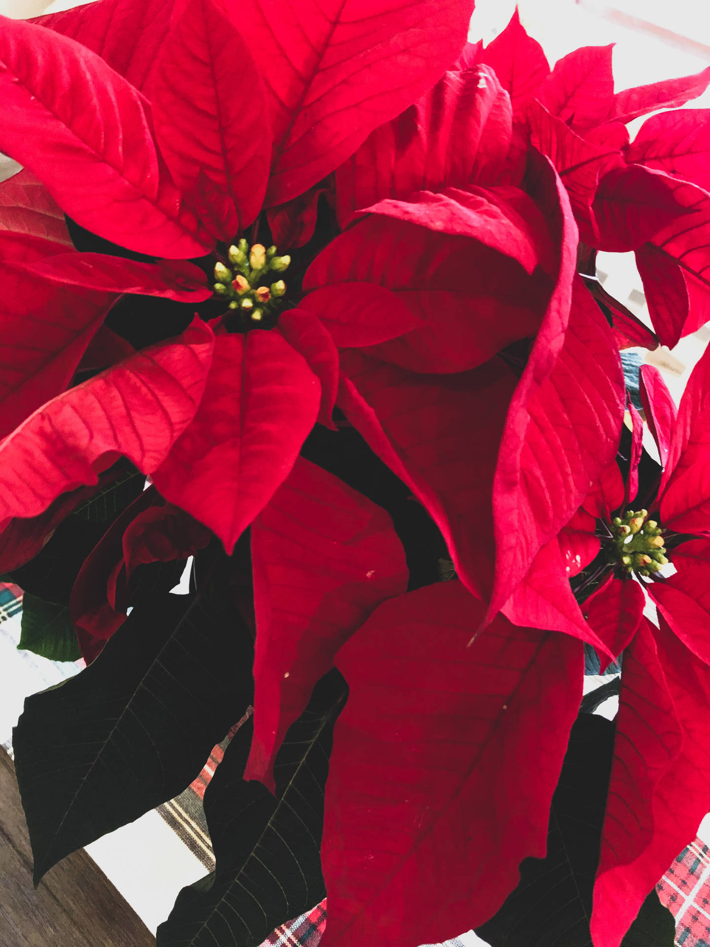 Scarlet Red Poinsettia
