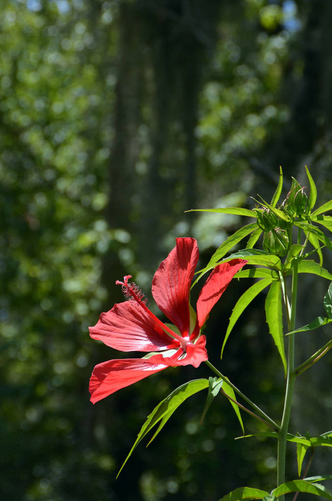 Scarlet Rosemallow Hibiscus Background