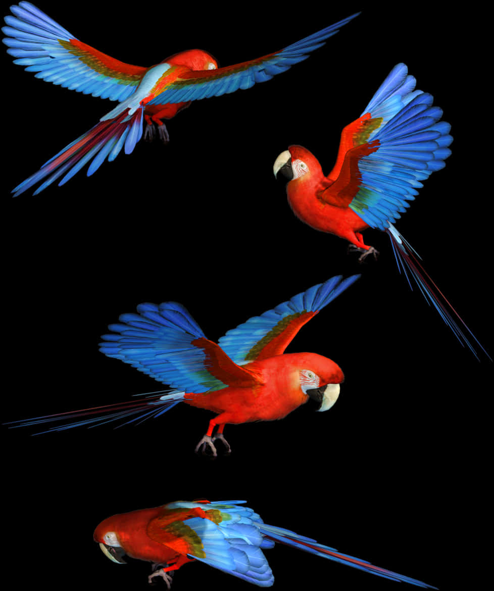 Scarlet_ Macaws_ In_ Flight PNG