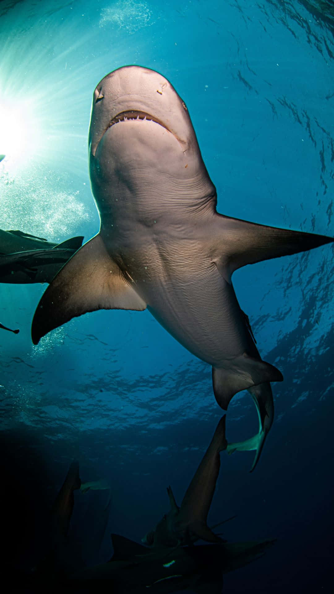 Tubarãopreto Assustador No Fundo Do Oceano Papel de Parede
