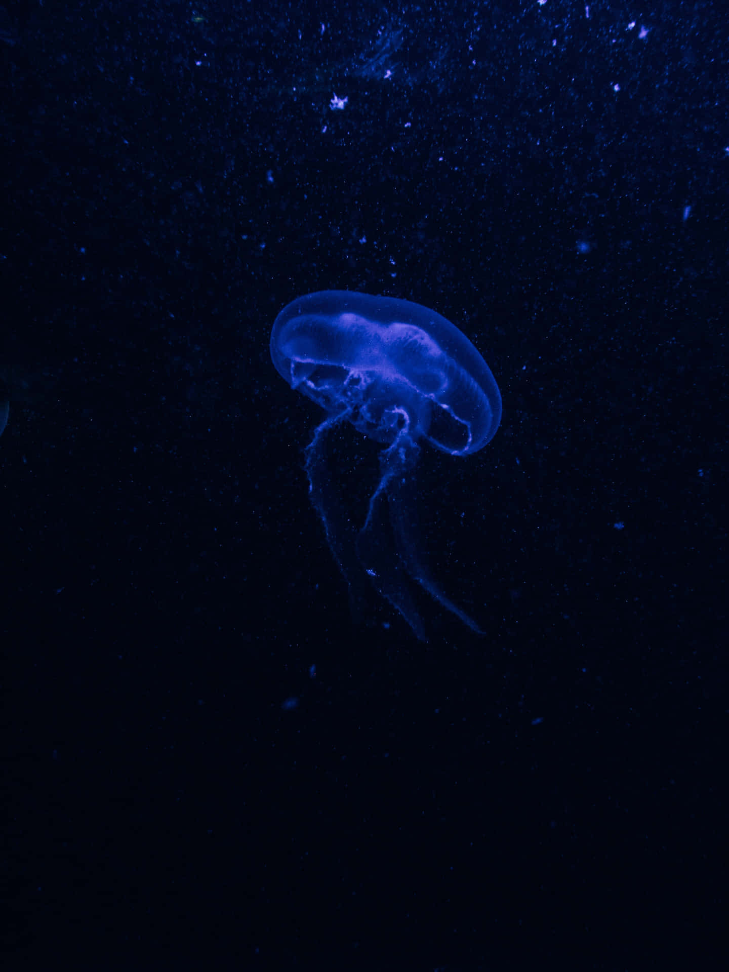 Scary Ocean Purple Jellyfish Picture 2736 x 3648 Picture