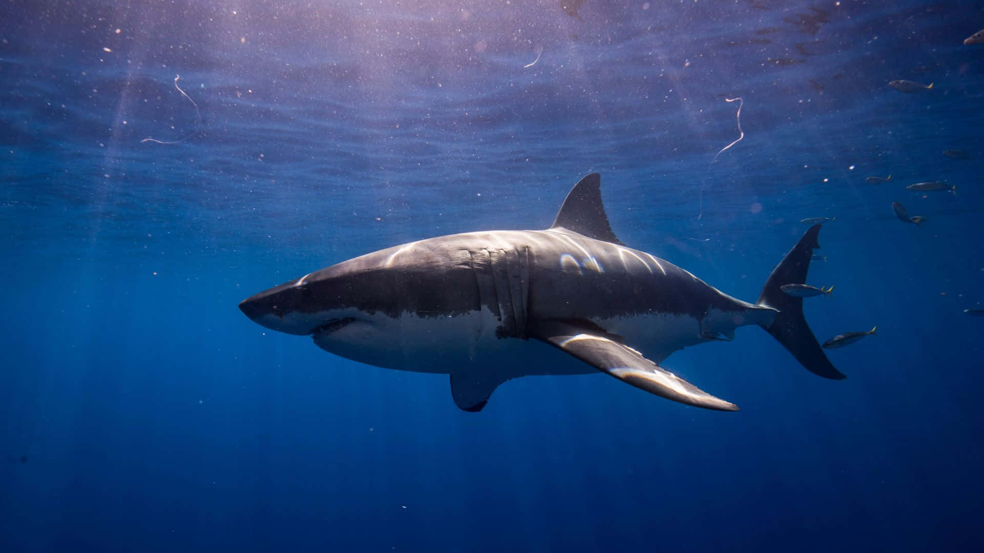 Scary Ocean Shark With Sunlight Picture 1920 x 1080 Picture