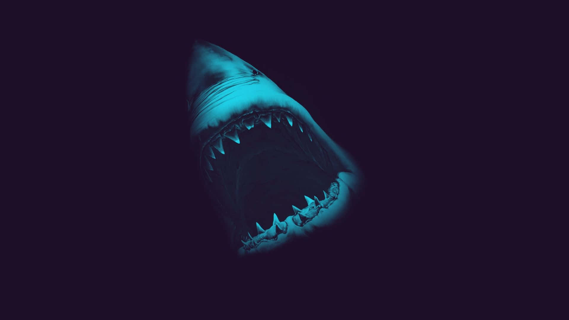 Scary Ocean Sharp Teeth Shark Picture 1920 x 1080 Picture