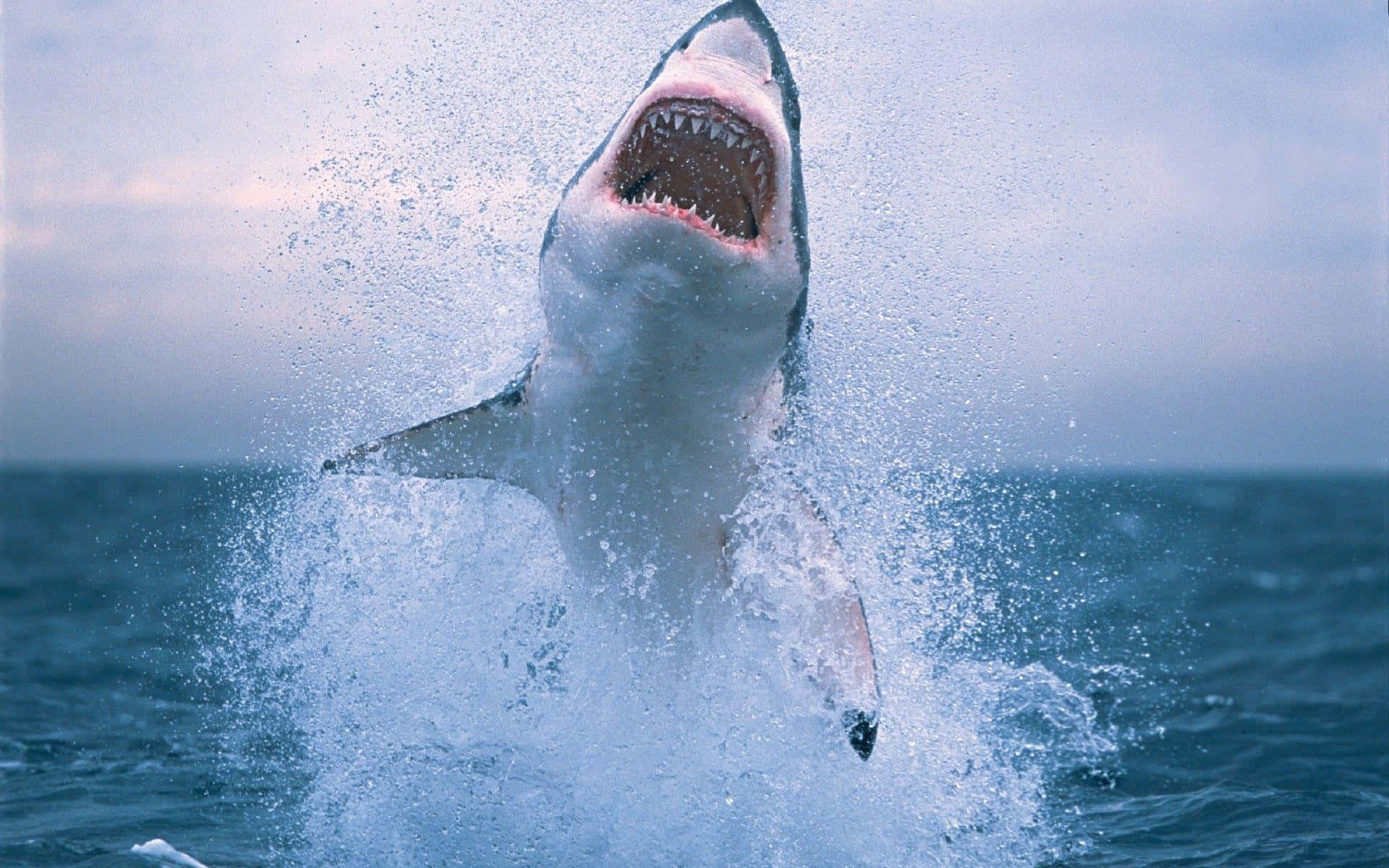 Shark Jumping Out Scary Ocean Picture 1920 x 1200 Picture