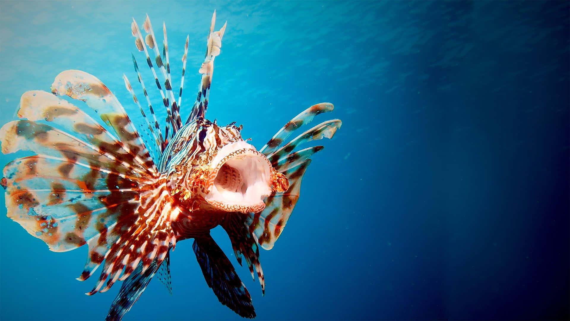 Scary Ocean Red Lionfish Picture 1920 x 1080 Picture
