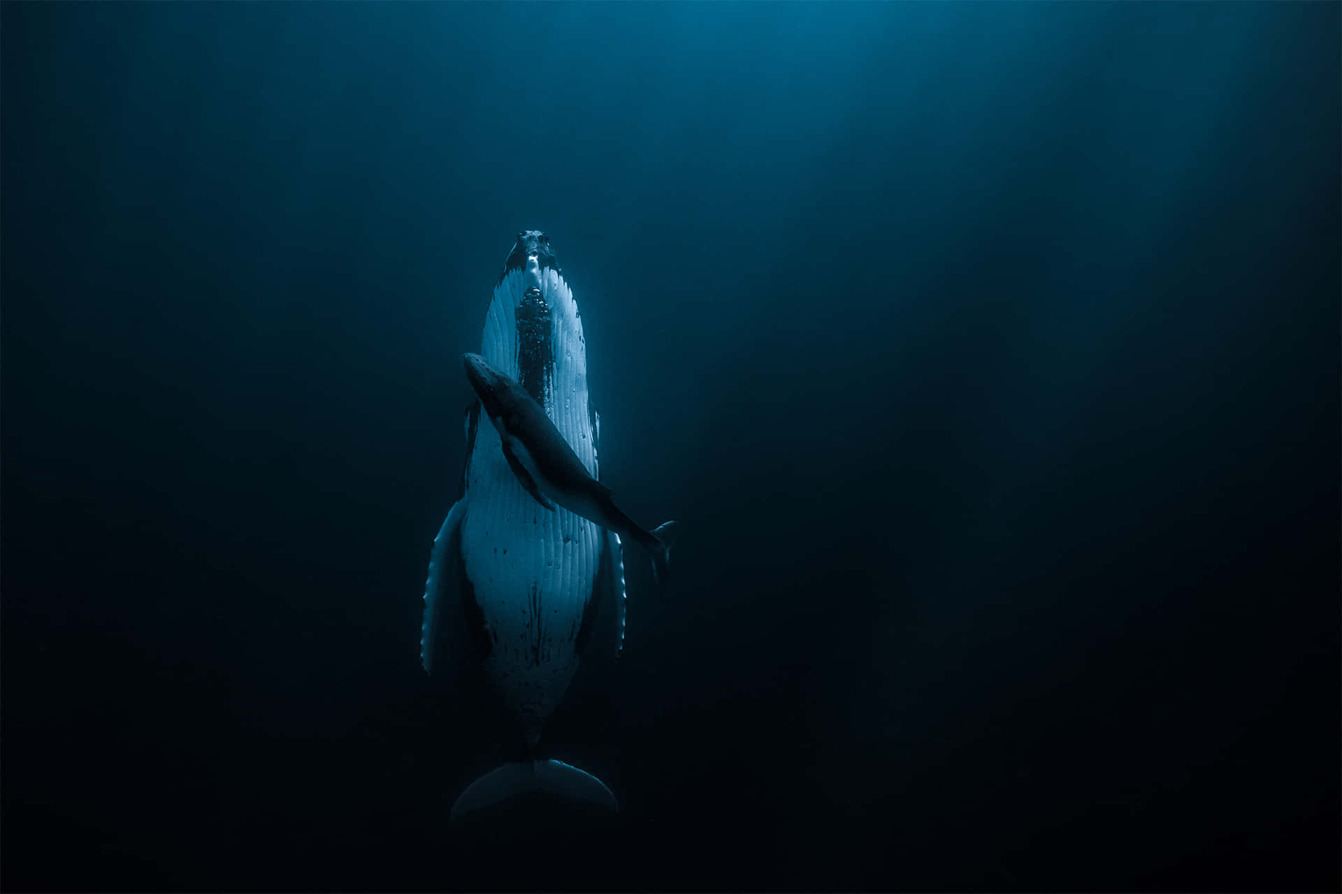 Scary Ocean Whale And Calf Picture 2000 x 1333 Picture