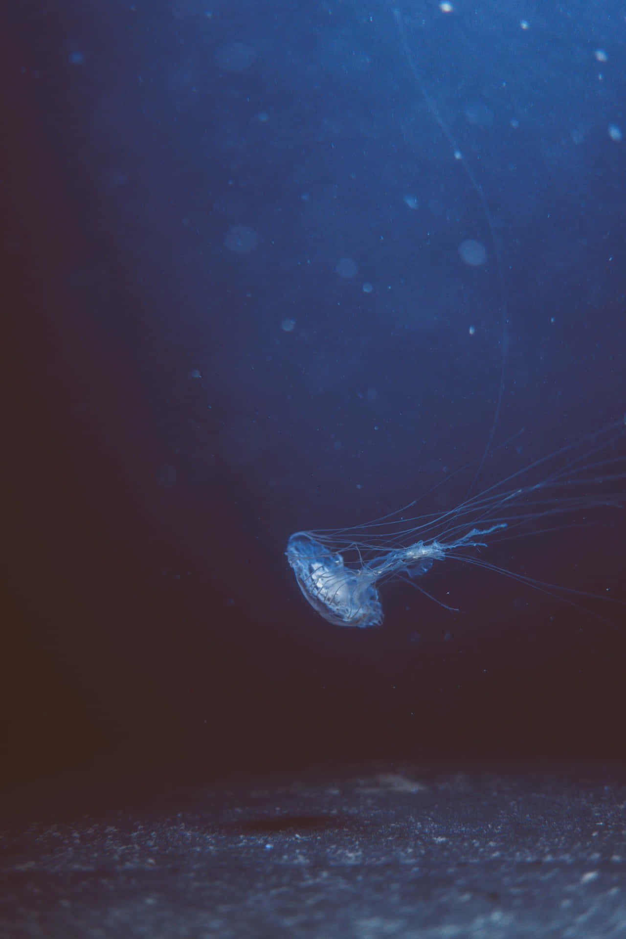 Jellyfish Into Scary Ocean Bottom Picture 4000 x 6000 Picture