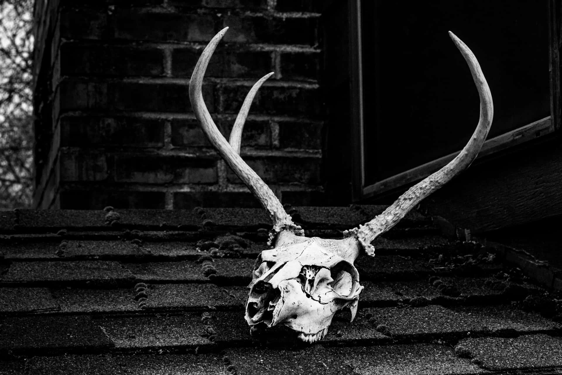 Scary Deer Skull Picture
