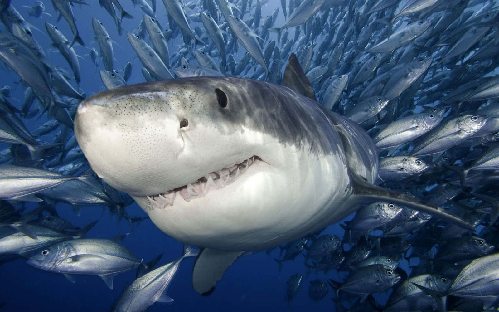 A Great White Shark Swims In The Water With A School Of Fish