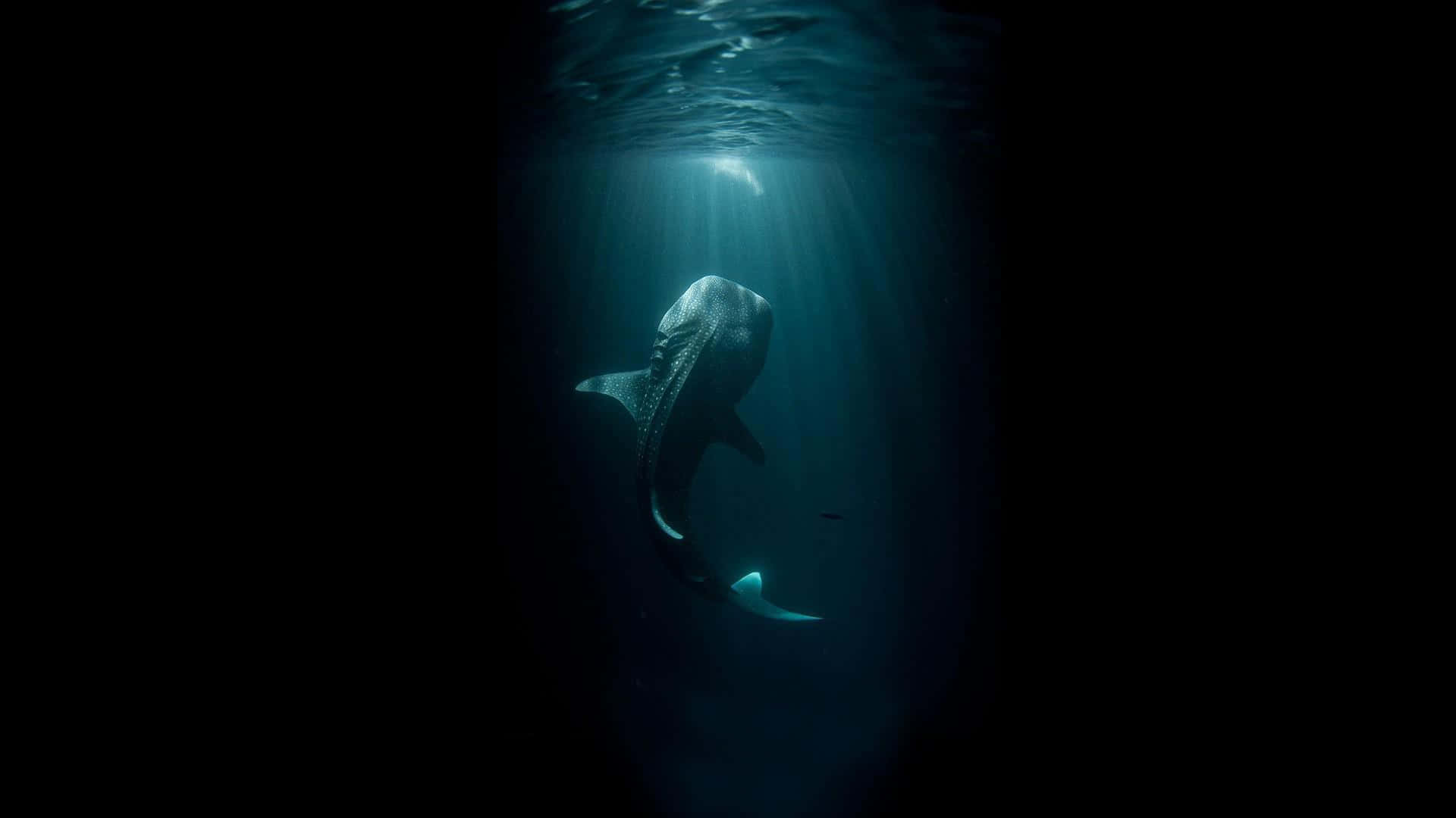 An ominous great white shark lurks in the deep depths of the ocean.