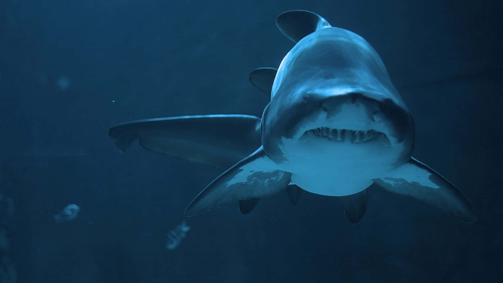 A Shark Swimming In The Water With Its Mouth Open