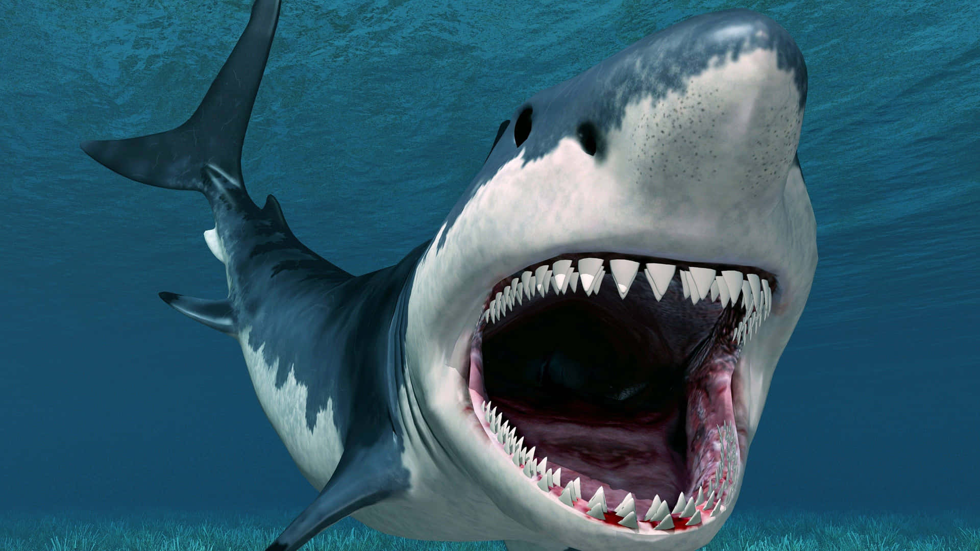 En kæmpe haj gemmer sig under overfladen, klar til at vise sig frem. Wallpaper