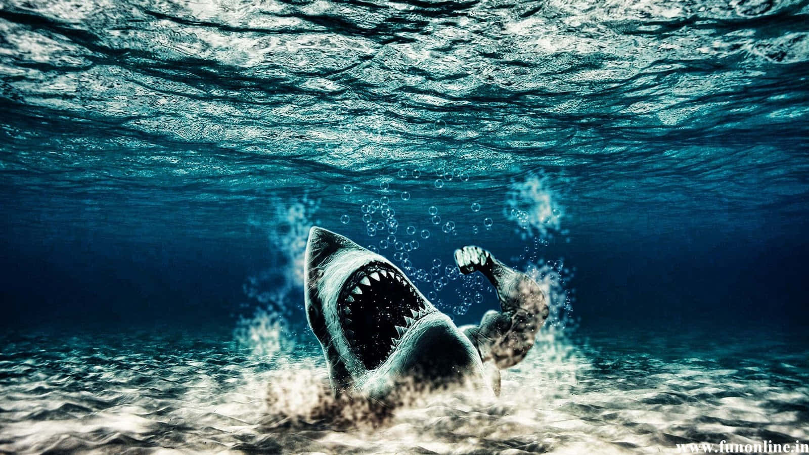 A menacing, great white shark swims menacingly through the depths Wallpaper